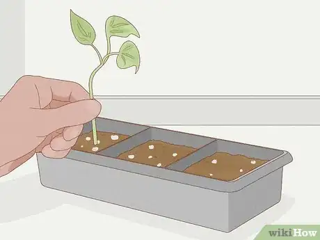 Image titled Grow Philodendron from Cuttings Step 10