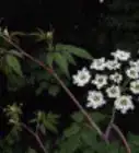 Identify Water Hemlock