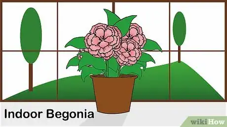 Image titled Care for a Begonia Step 1