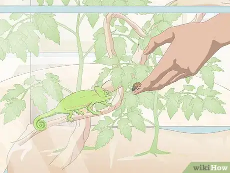 Image titled Take Care of a Chameleon Step 12