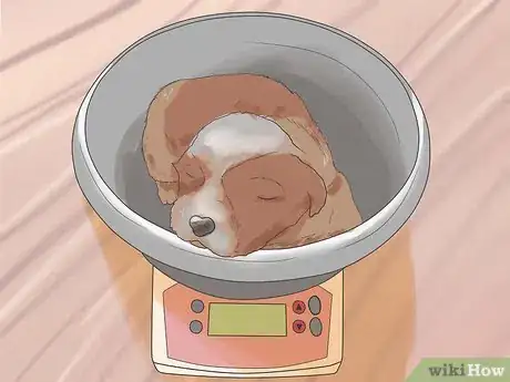 Image titled Tube Feed a Puppy Step 2