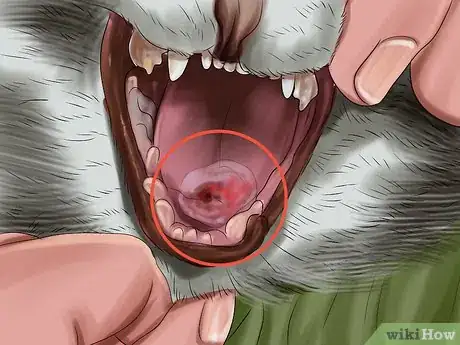 Image titled Help a Cat That Swallowed String Step 12