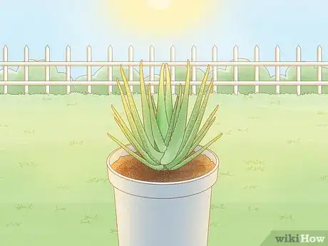 Image titled Transplant Aloe Vera Step 15