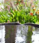 Water Plants Effectively