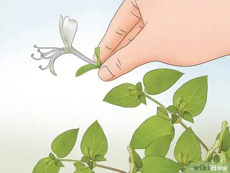 Image titled Eat Honeysuckle Step 1