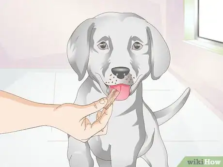 Image titled Brush Your Dog Step 16