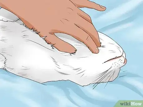 Image titled Give Your Cat a Massage Step 2