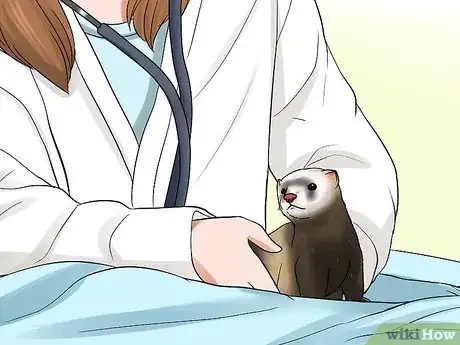 Image titled Breed a Pet Ferret Step 14