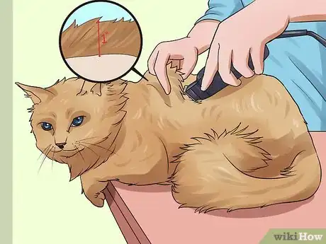 Image titled Shave a Cat Step 16