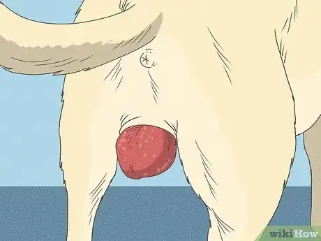 Image titled Heal Dog Prolapse at Home Step 4