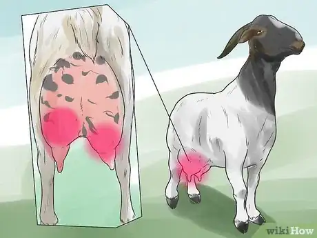 Image titled Treat Mastitis in a Goat Step 6