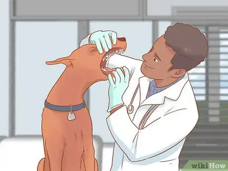 Image titled Cure a Dog's Bad Breath Step 11