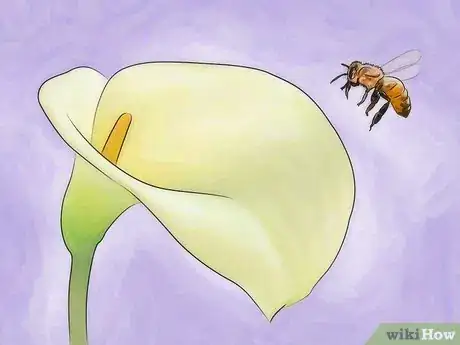 Image titled Attract Honey Bees Step 2