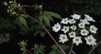 Identify Water Hemlock