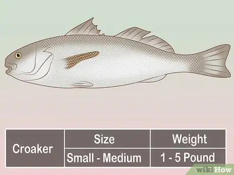 Image titled Create a Setup for Inshore Fishing Step 38