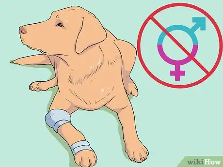 Image titled Breed Labradors Step 1