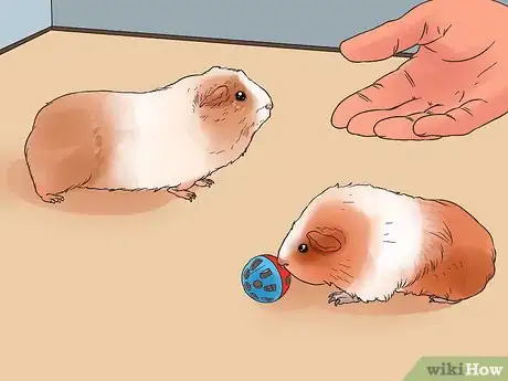 Image titled Care for Multiple Guinea Pigs Step 12