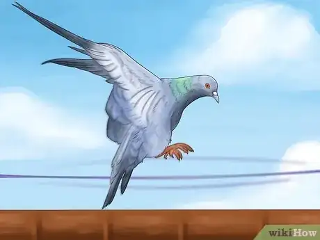 Image titled Get Rid of Pigeons Step 2