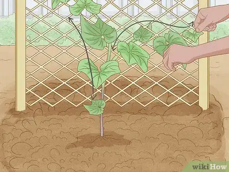 Image titled Grow a Choko Vine Step 10