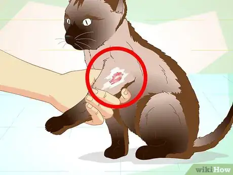 Image titled Help a Cat with a Broken Shoulder Step 3