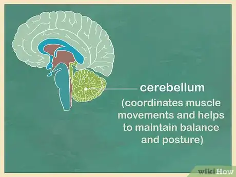 Image titled Study the Brain Step 4