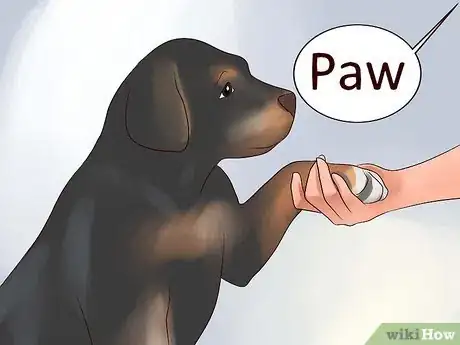 Image titled Train Your Rottweiler Puppy With Simple Commands Step 14