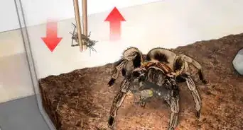 Feed a Tarantula