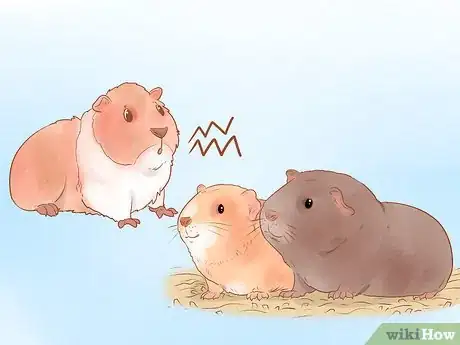 Image titled Understand Guinea Pig Language Step 7