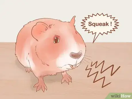 Image titled Understand Guinea Pig Language Step 5