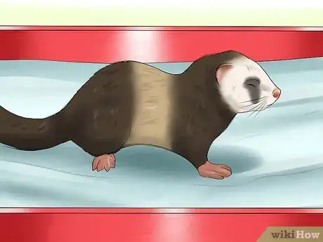 Image titled Breed a Pet Ferret Step 15