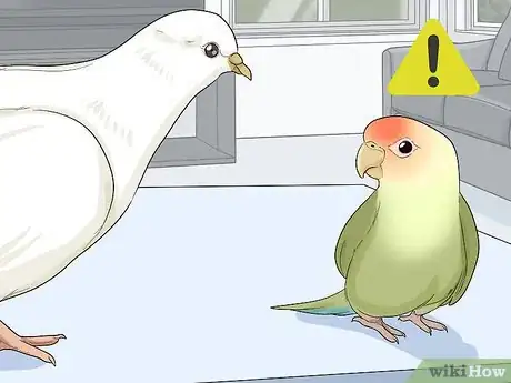 Image titled Keep Doves Entertained Step 12