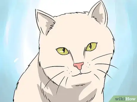 Image titled Deal with Hair Loss in Cats Step 16