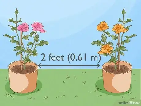 Image titled Grow Roses in Containers Step 14