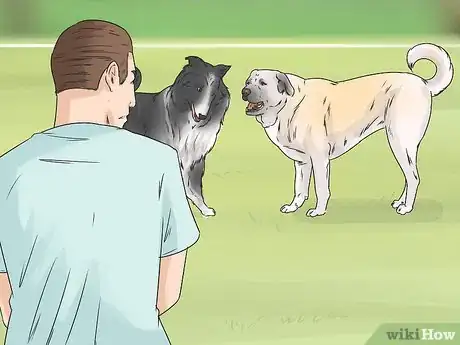 Image titled Identify a Kangal Dog Step 10