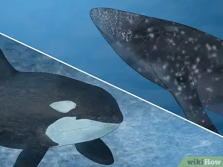 Image titled Identify Whales Step 3