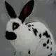 ZabaJabaRabbit