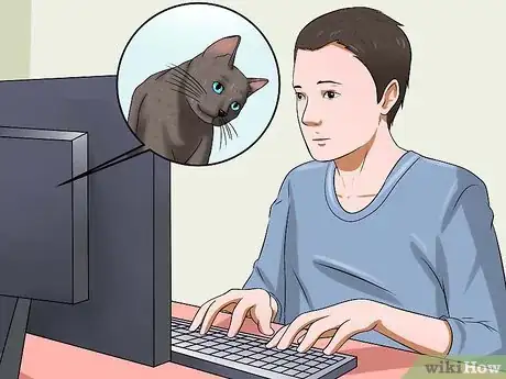 Image titled Identify if Your Cat Has Had a Stroke Step 16