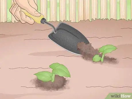 Image titled Propagate Caladiums Step 11