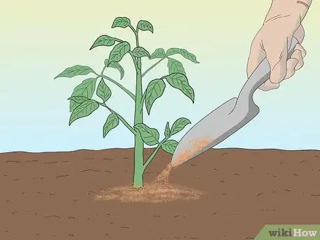 Image titled Grow Tomatoes from Seeds Step 23