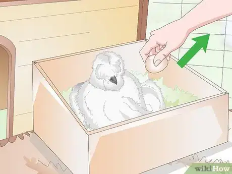 Image titled Care For Silkie Chickens Step 18