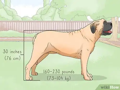 Image titled Identify a Mastiff Step 1