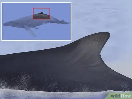 Image titled Identify Whales Step 2