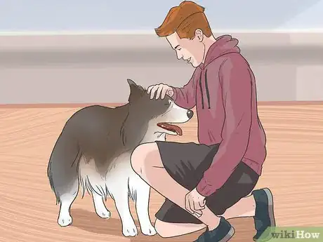 Image titled Train Shelties Step 10