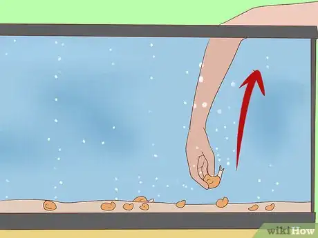 Image titled Get Rid of Snails in Aquarium Step 5