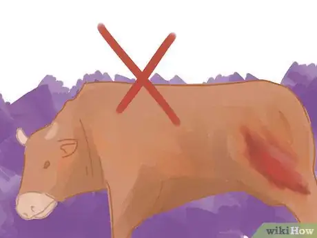 Image titled Properly Slaughter a Cow Under the Kosher Method Shechitah Step 2