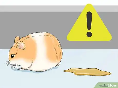 Image titled Deal With Diabetes in Hamsters Step 9