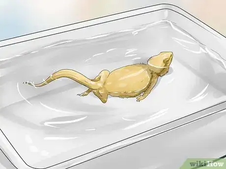 Image titled Give a Bearded Dragon a Bath Step 8