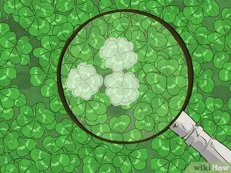 Image titled Find a Four Leaf Clover Step 8