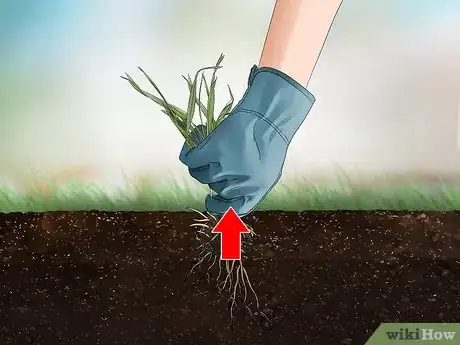 Image titled Get Rid of Quack Grass Step 7