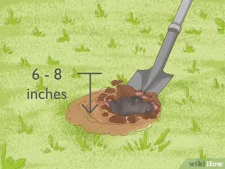 Image titled Catch Moles Step 10